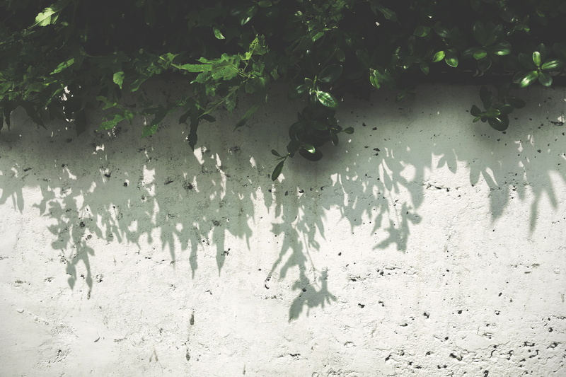 design space, plantation, light and shadow, water, leaf, field, no people, still life, minimal, leaves, group of animals, animal, shadow, daytime, plant part