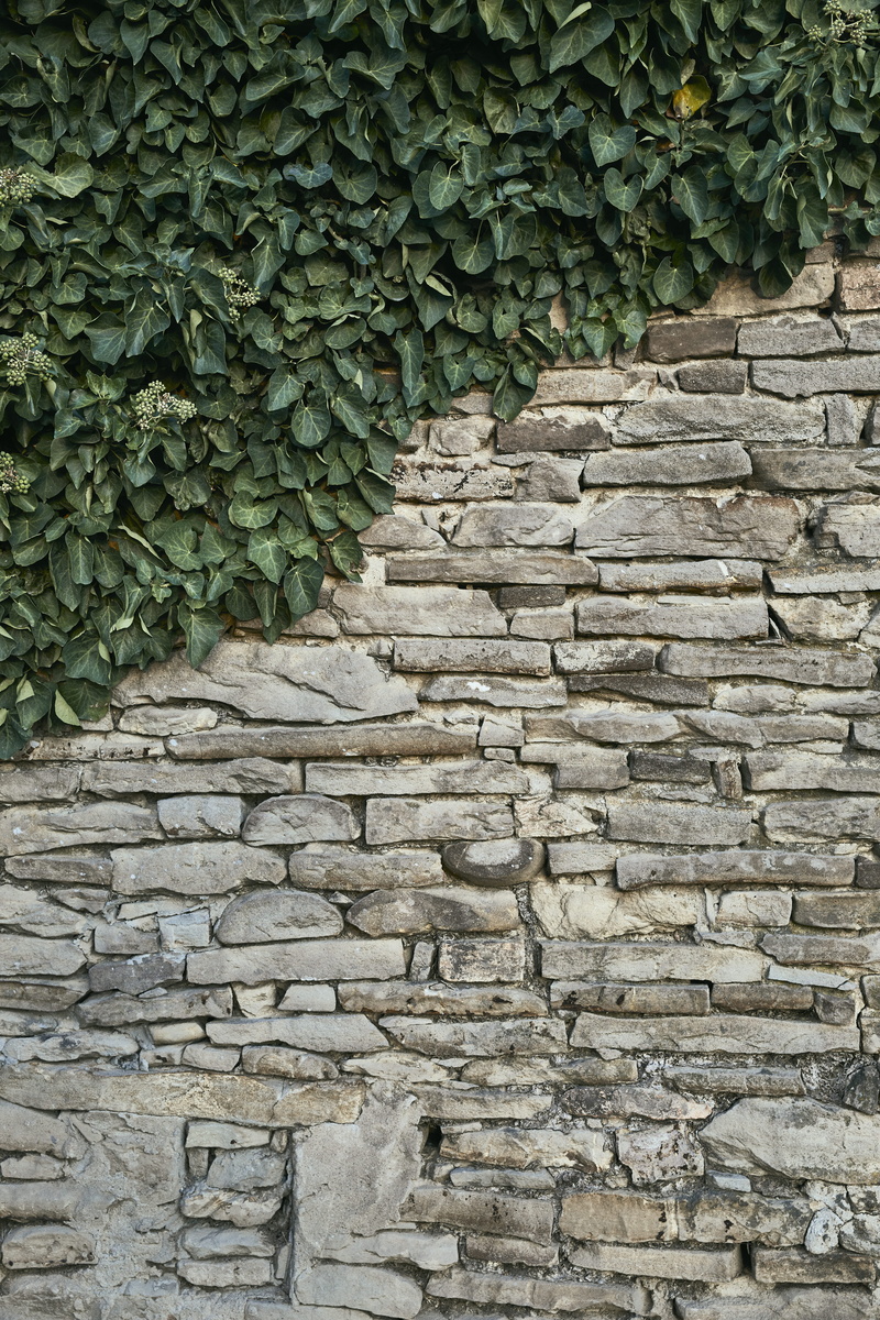 rock, leaf, building exterior, green color, nature, outdoors, wall, full frame, stone, plant, textured, no people, plant part, pattern, france, stone wall