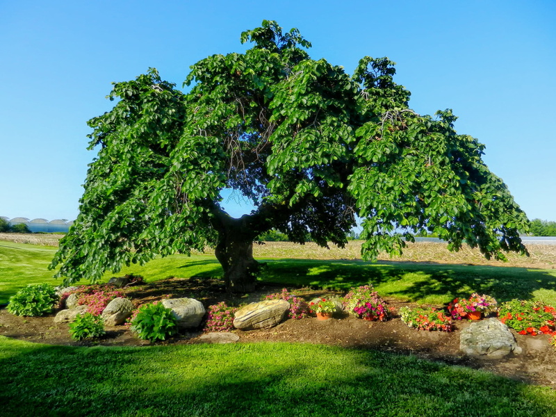 green, scenics - nature, day, agriculture, 1080P, rural Scene, sky, forest, flowers, park, land, no People, beauty In Nature, green tree, nature, landscaped