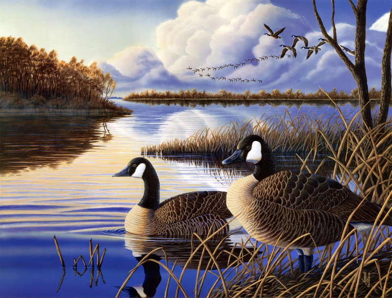 Evening Rest, swimming, pereletnye birds, autumn, plant, beauty in nature, a flock of ducks, duck, bird, backwater, the evening, geese, no people, canadian