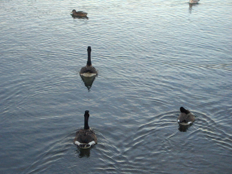 1080P, canadian, ducks, canadian--geese, humber--bay, geese, toronto