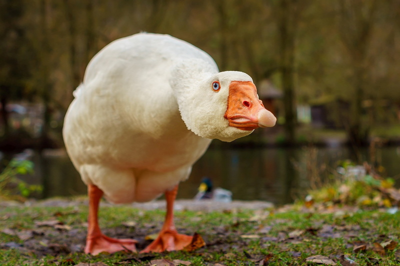 goose, animals, 1080P, birds, outdoors