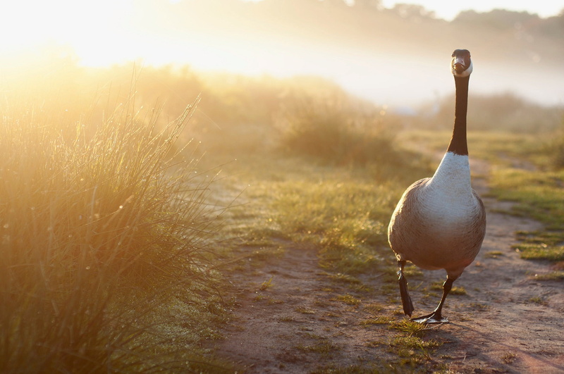 vertebrate, nature, sunset, 1080P, birds, plant, path, goose, one animal, animal, standing, day, beauty in nature, bird, sunlight, grass, animal wildlife
