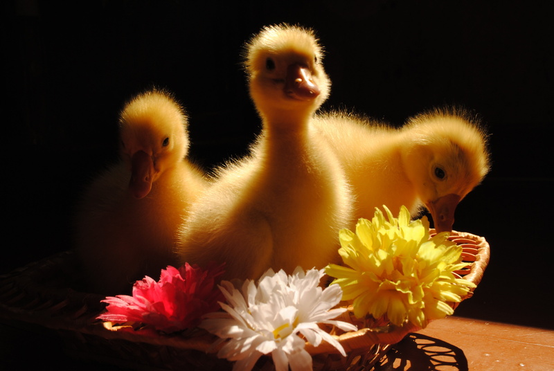 flowers, ducklings, animals, 4K, brown, geese, birds