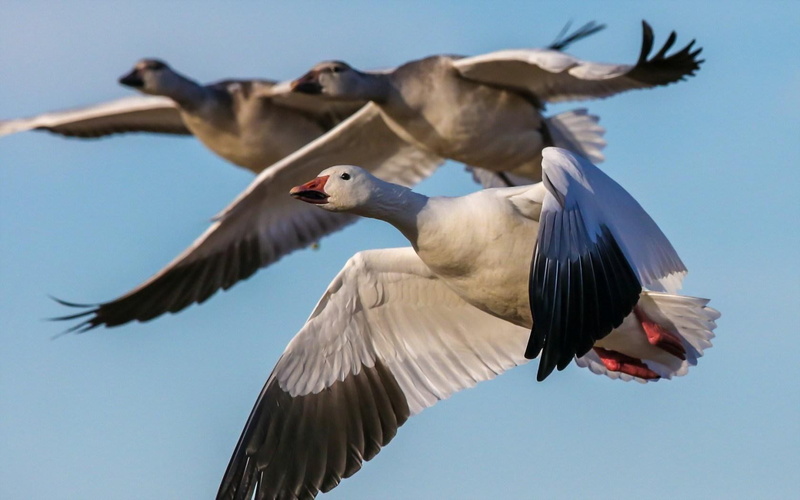 720P, geese, snow, birds