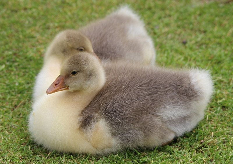 birds, focus on foreground, small, relaxation, goose, geese, two, cygnet, duckling, plant, nature, no people, duck, animal themes, animal wildlife, young bird