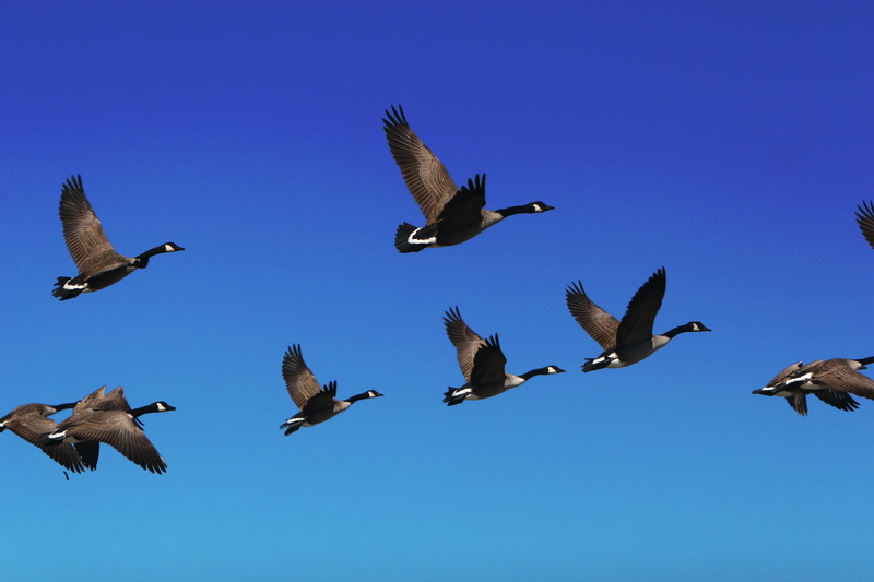 animal wildlife, canada, geese, animal Wing, blue, no people, Goose, marine, outdoors, motion, spread wings, group Of Animals, animal, Flock, nature, 1080P