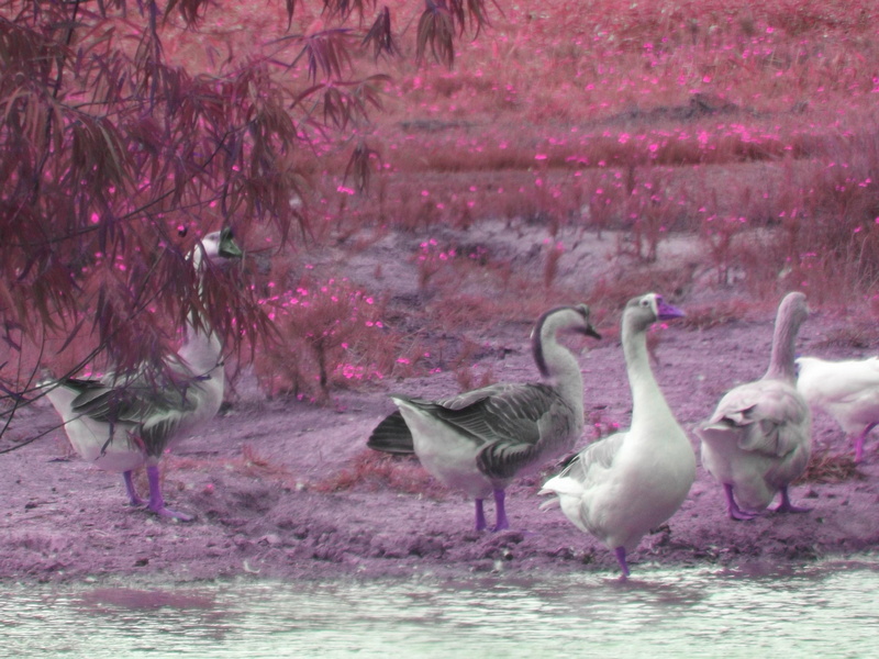 4K, 2013, canadian, pond, geese