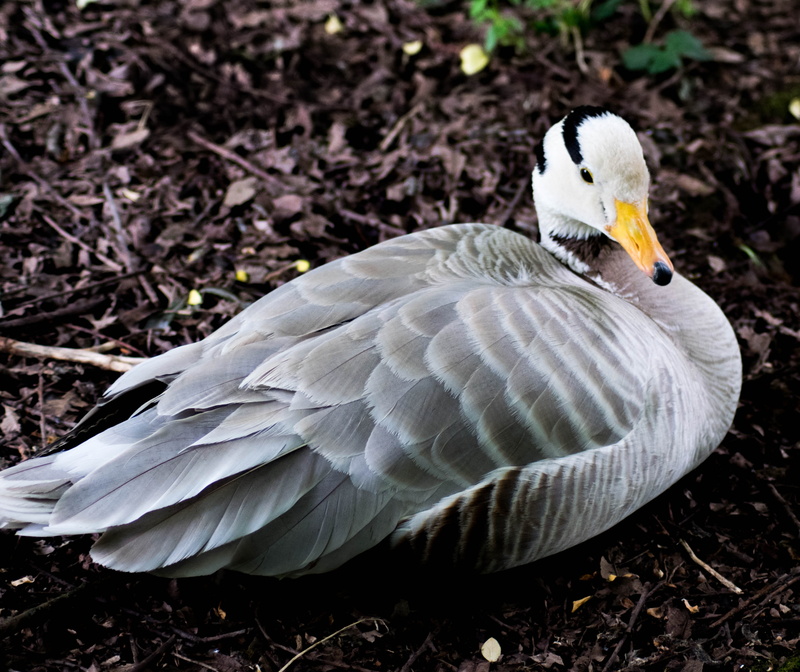 beauty in nature, day, outdoor, geese, one animal, anser, vertebrate, water bird, waterfowl, Nature, fowl, white color, 4K, grey, goose, land, animal themes