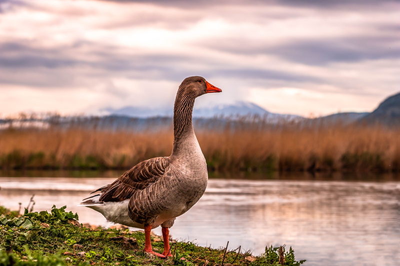 portrait, mountain, winter, plumage, no people, lake, vertebrate, καναδόχηνα, spring, animals in the wild, water bird, clouds, plant, bird, animal themes