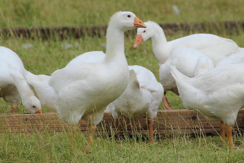 Domestic Goose, Goose, land, day, domestic Animals, goose, vertebrate, white, 5K, agriculture, White, field, nature, animal wildlife, white color, swan