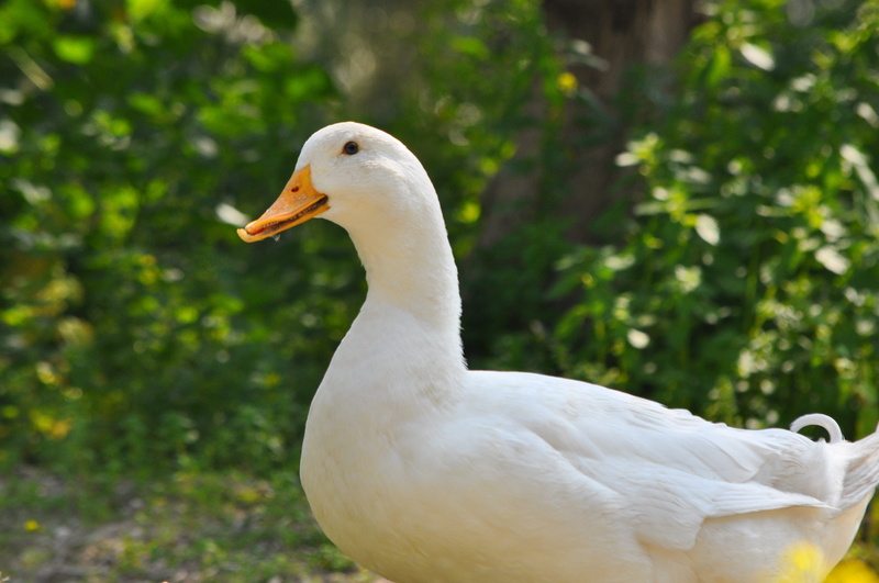 white, vertebrate, beak, plant, animal themes, animal wildlife, white duck, beauty in nature, bird, profile view, one animal, focus on foreground, day