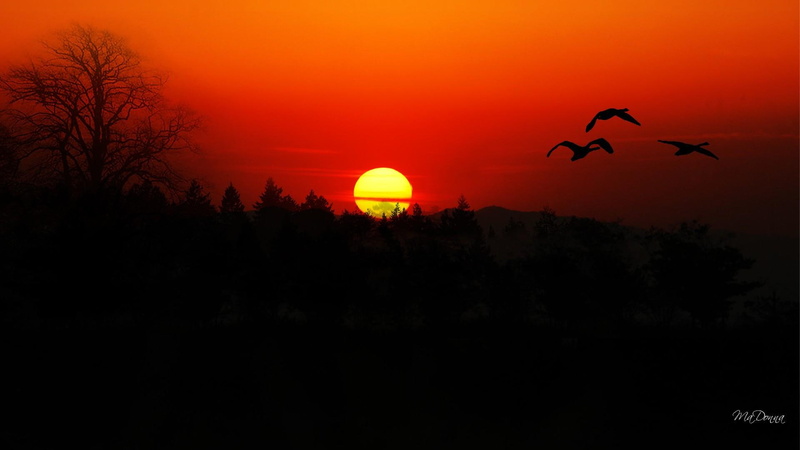 sunset, trees, bright, birds, forest, geese, mountains, nature and landscapes, evening, orange, 1080P, flight