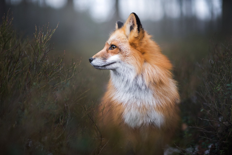 land, Iza Łysoń, outdoors, no people, dog, stealth, brown, fox, vertebrate, nature, mammal, selective focus, portrait, closeup, looking, day, animals, snout