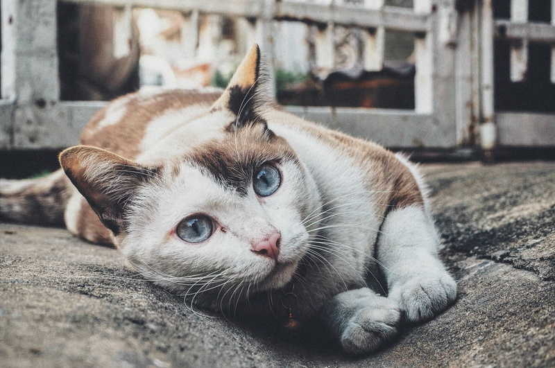one animal, focus on foreground, day, looking away, animal themes, cat, close-up, animal, tabby, pet, mammal, animal eye, relaxation, white, no people