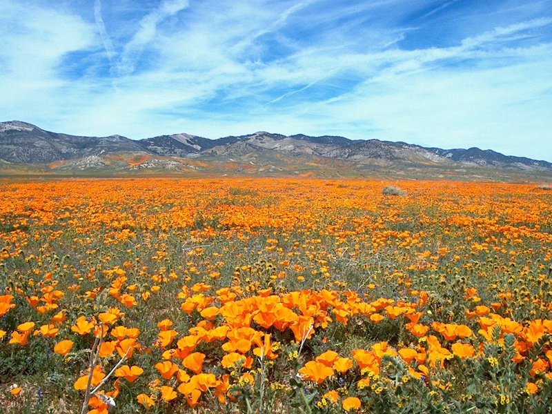 california, spring, mountains, environment, blue, nature, growth, freshness, mountain, mountain range, natural, beauty in nature, day, flowerbed, landscape