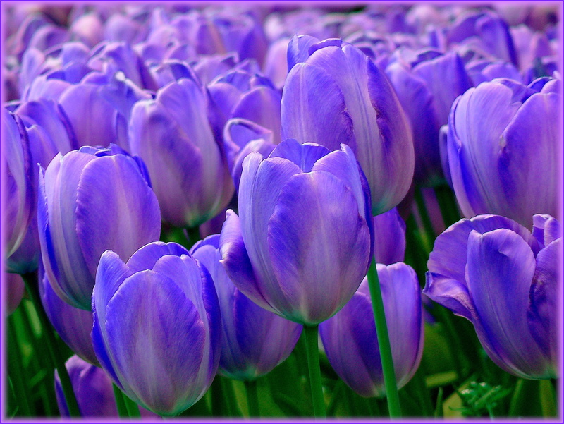green, freshness, selective focus, flowerbed, tulip, spring, petals, bloom, fragility, plant bulb, field, violet, flora, gardening, close, flower Head