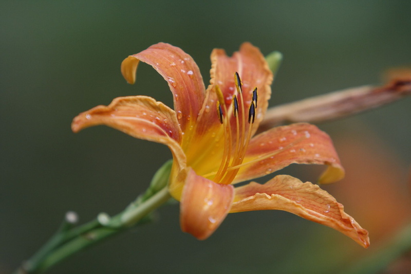 1080P, orange, flower Head, leaf, flower  flower, petaled, photo, shot, petal, close-up, nature, close up, close, f2, flower, first, plant