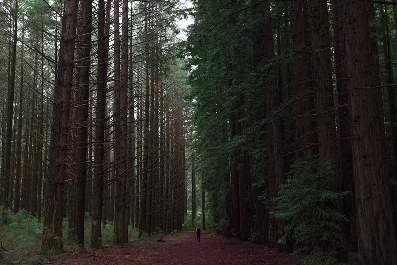 california, the woods, friends, tree trunk, moody, one person, roadtrip, nature, lifestyles, growth, tranquil scene, camp, photographer, vintage, land
