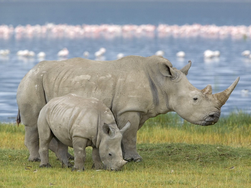 tusk, horned, grass, national Park, plant, wildlife, group of animals, elephant, black, safari, wilderness Area, field, vertebrate, day, animal family