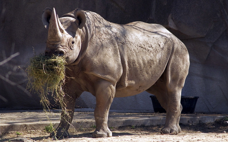 animals In The Wild, outdoors, large, herbivorous, vertebrate, zoology, mammal, sunlight, rhino, animal themes, nature, 2K, travel, wildlife, zoo, no people