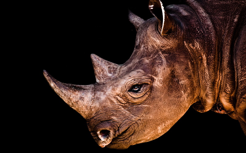rhino, face, 2K