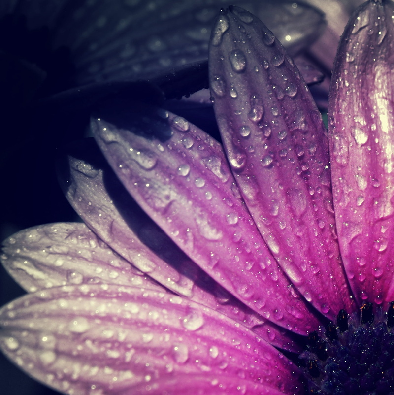 Quarter, flower Head, Straight to the Heart, after the rain, water droplets, Olympus, bandw, macro, flower, petal, droplets, Osteospermum, close-up, single Flower