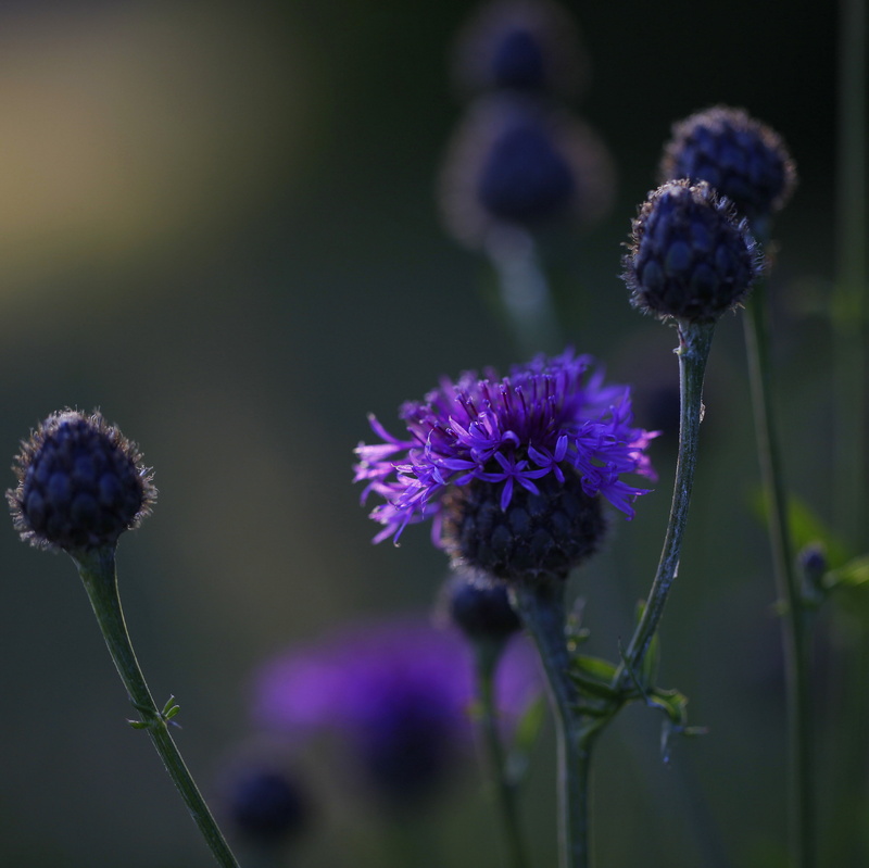 bokeh, bright, macro, buds, nature, alice walker, dont, plant, wildflowers, selective focus, photography, focus, close-up, Cornflower, field, closeup, evening light
