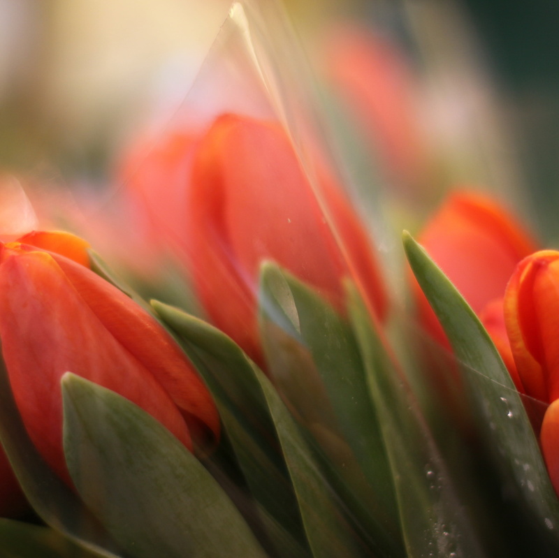 green, selective focus, wrapping, gb, petals, leaves, macro, yellow, photo, cellophane, wet, tulip, focus, uk, blighty, bouquet, shiny, daytime, blur, close-up