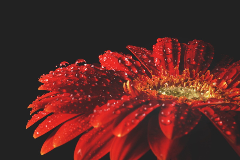 backgrounds, water, natural, drop, single Flower, flower, petal, black background, fragility, beauty In Nature, no people, dew, flower Head, vulnerability