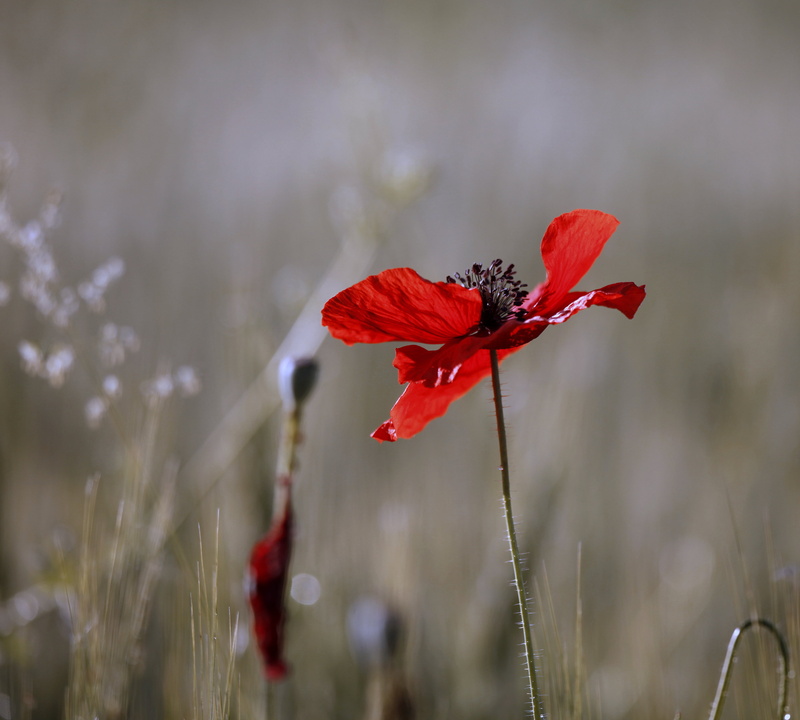 delicate, sunlit, lucent, 2K, summer, stem, rye, here today, beauty In Nature, photo, light, morning, whiskery, shallow, petals, diaphanous, wildflower