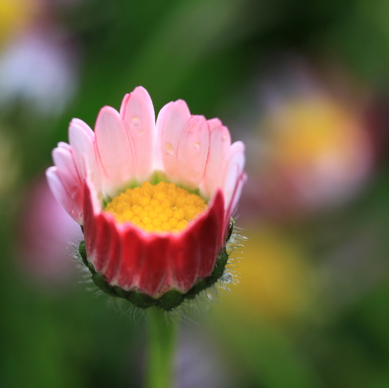 nature, petals, time, 2K, delicate, daisy, close up, d h lawrence, summer, wild  weed, blossom, close-up, botany, explore, yellow, crown, light, red, petaled