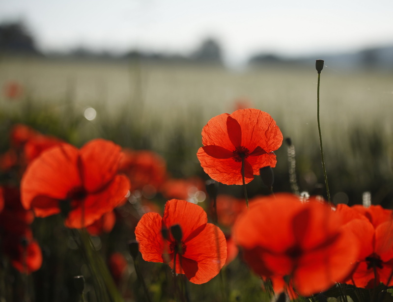 morning, roadside, summer, dew, curves, blur, lines, petals, petaled, meadow, rural Scene, distortion, springtime, flower, france, outdoors, translucent