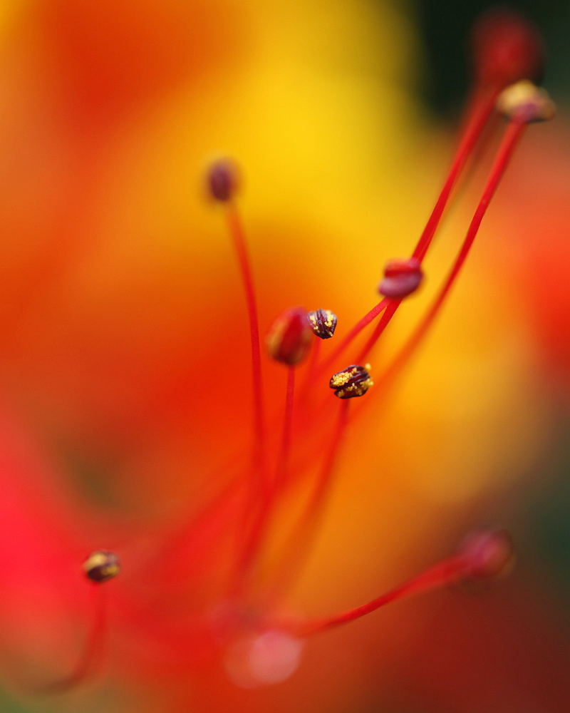 photo, caesalpinia pulcherrima, beauty In Nature, light, blur, 2K, hot, flowers, yellow  flame, yellow, pollen, stamens, close-up, closeup, abstract, bright