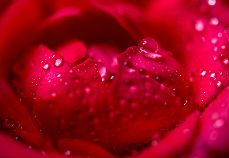 freshness, Nikon, shot, f/2.8, flower Head, water, nature, rose, droplets, roses, PRO, Tokina, single Flower, rain, red roses, Heart of a Rose, Flower
