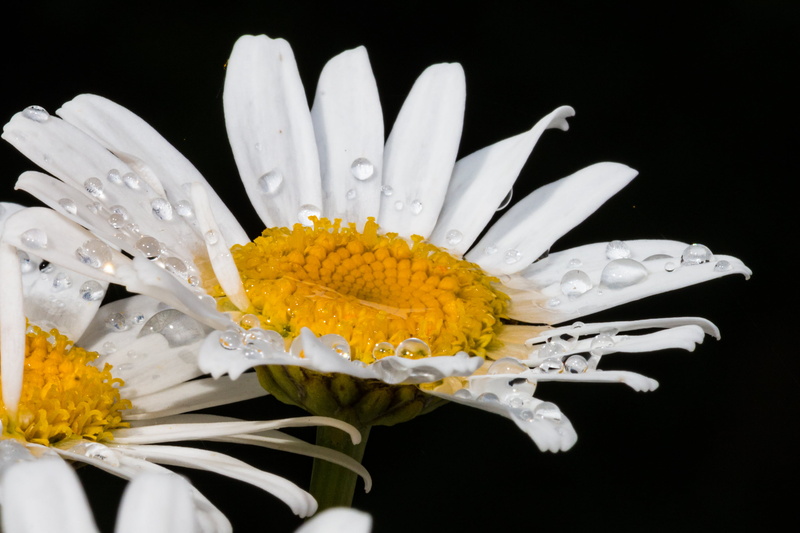 wasser, drops, closeup photography, weiss, pink, yellow, close-up, natur, garden, flora, blumen, close up, flower, nature, macro, wet, blume, mit, canon