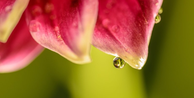 blossom, photo, garden, purple, wet, green Color, natural, fragility, raindrop, nature, plant, flower head, blooming, no people, growth, flower, blossoming