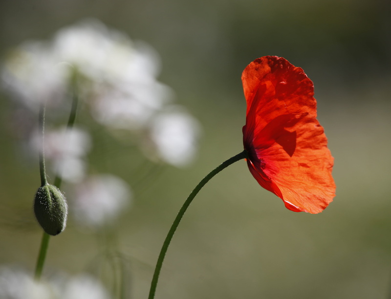 transient, bud, delicate, gone tomorrow, sunlit, selective, lace, bokeh, john keats, fragility, papaver, shadow, blur, here today  gone tomorrow, poppy