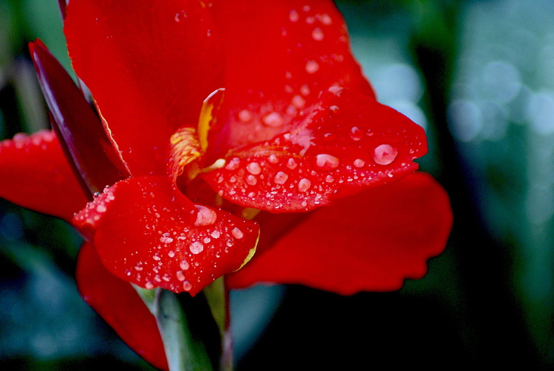 closeup, red flowers, fragility, growth, raindrop, flower, green Color, 4K, wet, macro, nature, after the rain, drops of water, no people, flowering plant