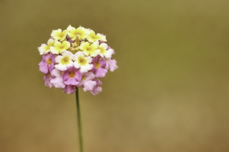 Spring, pink Color, f4.5, Topaz, EF, selective focus, DOF, Beauty, photography, Close up, Flowers, Bokeh, Wildflowers, flower, Texas, II, 6L, Edit, Colors