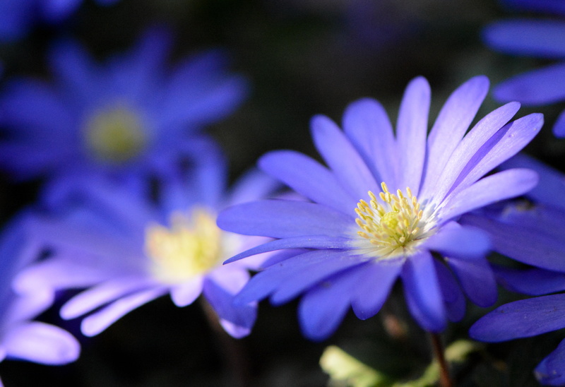 ombre et lumière, beauty In Nature, flowers, bokeh, 5K, France, NGC, selective, Nikon D7100, summer, blue  spring, macro, close-up, plant, petal, flower