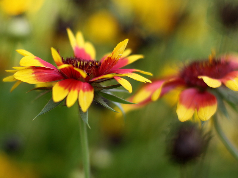 nature, Blanket, petal, bright, photo, photography, flowers, closeup, colourful, flower, close-up, beauty In Nature, petals, selective, summer, buds, selective focus