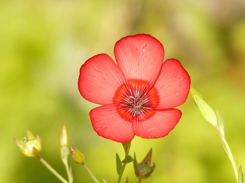 red lein, growth, outdoors, no people, flowering plant, vulnerability, focus, day, plant, close-up, season, pollen, nature, linum, beauty In Nature, red