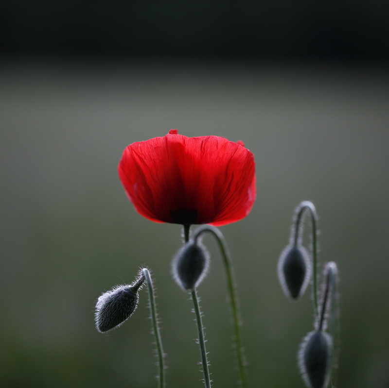 summer, nature, bokeh, poppy, sundown, shot, couple, petals, beauty In Nature, sunlit, hairy, blue, red, dusk, curved, fleeting, veins, 2K, red  poppy