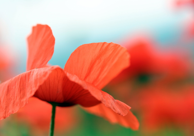 beauty In Nature, petal, Shirley Poppy, in the garden, breezy, plant, poppy, photography, summer, wildflower, photo, flower  flower, breeze, gone tomorrow