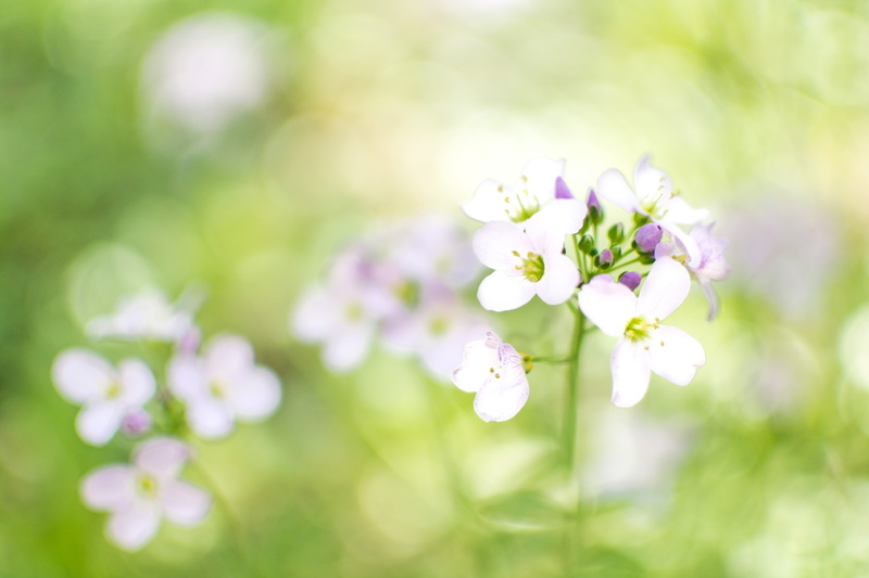 closeup, light, freshness, selective, focus, bloom, depth of field, outdoor, white, aperture, White flower, natural, flower, macro, petaled, close-up, selective focus