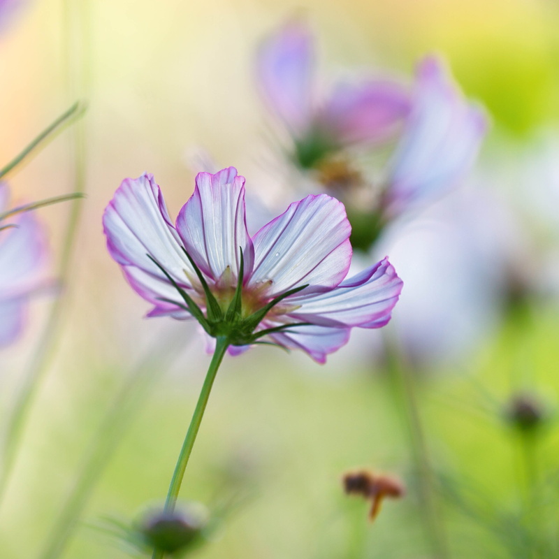 Cosmos, close-up, outdoors, bee, white, Colorado, flower, multi, Denver Botanic Gardens, macro, photography, time, purple, day, 2K, summer, petal, plant