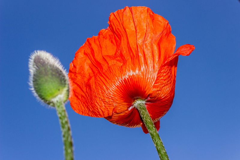 plant, flower, beauty In Nature, close-up, 5K, flower Head, poppy, LOVE NATURE, red, daytime, nature, summer, I LOVE, petal