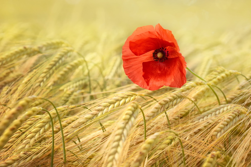 grain, barley, golden, farm, agriculture, plant, rural scene, petal, summer, mohngewaechs, gold, fragility, no people, flowering plant, nature, cereal plant