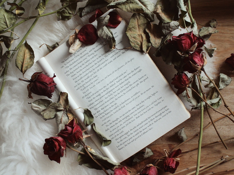 beauty in nature, paper, book, rose, plant, 2K, flowering plant, scroll, leaf, no people, indoors, blossom, read, ornament, topdown, document, still life